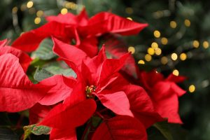 クリスマス ポインセチア