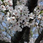 桜の花