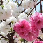 桃の花
